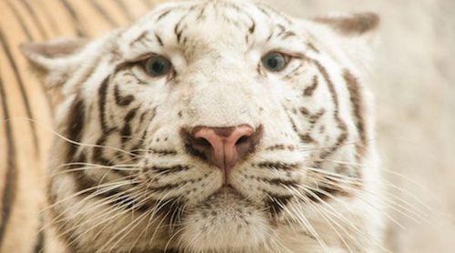 Los animales albinos más sorprendentes