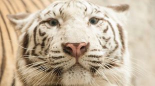 Los animales albinos más sorprendentes