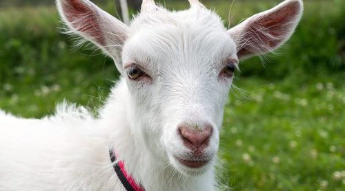 La cabra como animal doméstico, ¿la tendrías de mascota?