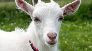 La cabra como animal doméstico, ¿la tendrías de mascota?