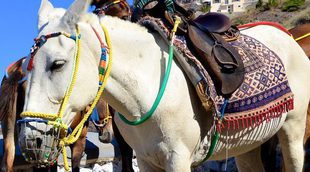Animales como atracción turística: los burros de Santorini