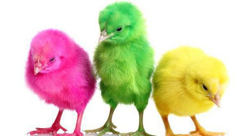 Pollitos de colores: Una práctica cruel