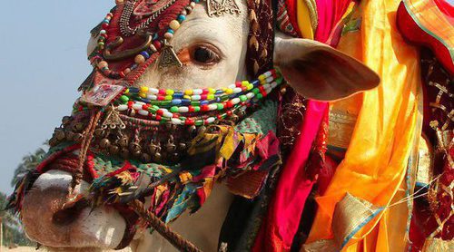 La historia de la vaca sagrada de la India