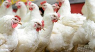 Gallinas araucanas