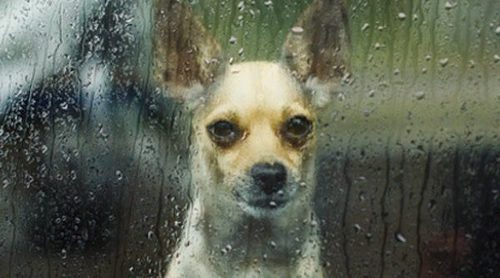 Perros con lluvia