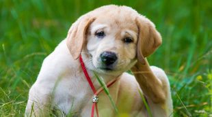 Kit de primeros auxilios para tu mascota
