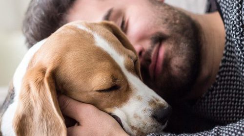 Embarazo canino