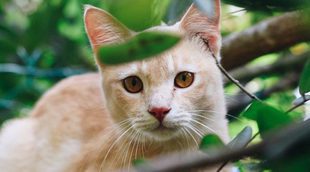 Cómo bajar a un gato de un árbol
