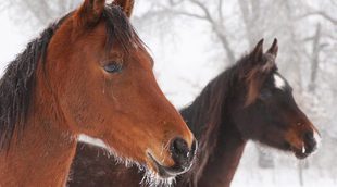 Los caballos también pueden tener bigote