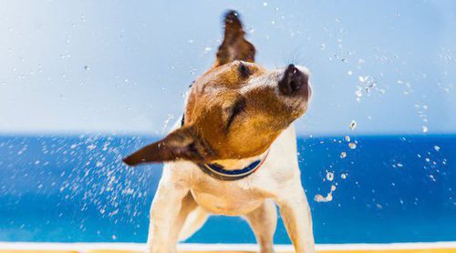 5 razones para castrar a tu perro