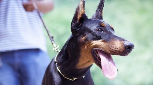 Doberman