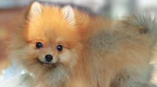 Cómo cuidar el pelo a un perro pomerania