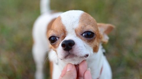 Chihuahuas