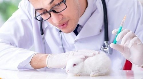 Todo lo que debes saber sobre la esterilización y castración en conejos