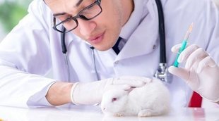 Todo lo que debes saber sobre la esterilización y castración en conejos