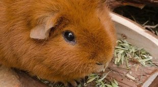Consejos para escoger la mejor jaula para tu cobaya