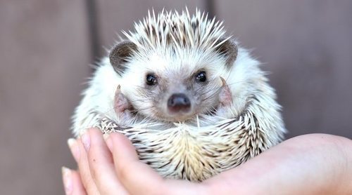 Tener un erizo como mascota: cuidados básicos