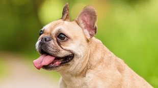 Conoce los distintos tipos de Bulldog: Inglés, francés y americano