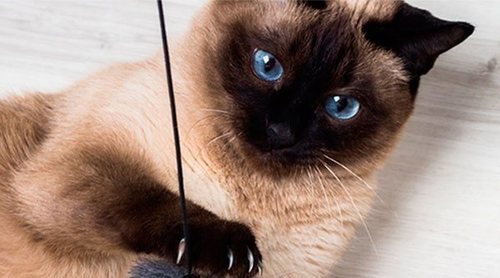 Gatos con obesidad