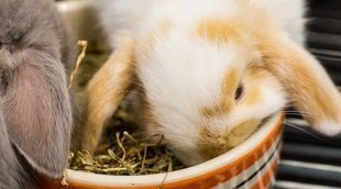 ¿Por qué mi conejo tira el comedero?