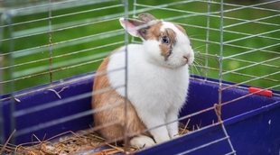 Cómo limpiar correctamente la jaula de tu conejo