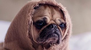 ¿Cómo afectan los cambios de tiempo a las mascotas?
