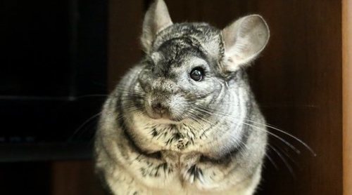 Descubre 10 curiosidades sobre las chinchillas