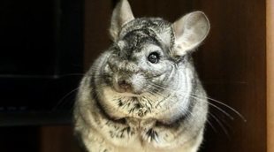 Descubre 10 curiosidades sobre las chinchillas