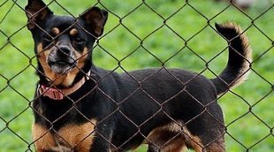Cómo educar a un perro adoptado