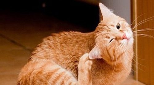 Alergia en gatos