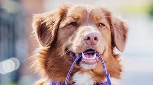Diferencias entre adiestrador, educador canino y etólogo