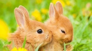 Embarazo en conejos: todo lo que necesitas saber