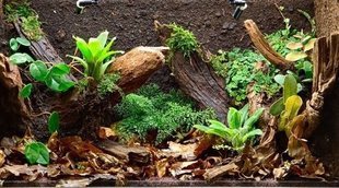 Elementos imprescindibles de un terrario
