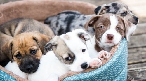 Cachorros