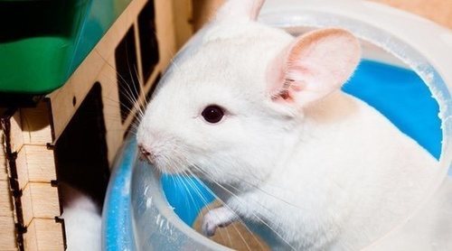Cómo bañar a una chinchilla