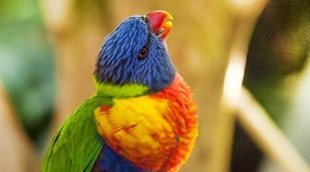 Agapornis: elección y limpieza de jaula