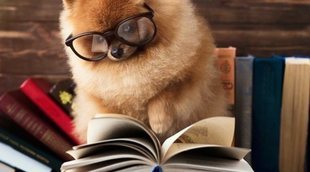 Los animales no son cosas: todo lo que necesitas saber sobre la Ley