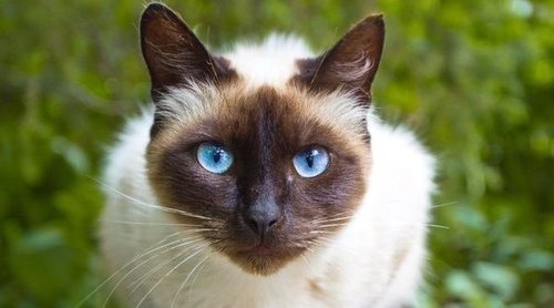 Raza de felino