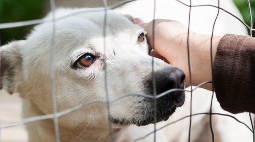 La adaptación de un perro adoptado a su nuevo hogar