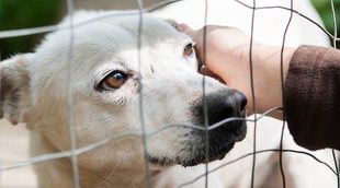 La adaptación de un perro adoptado a su nuevo hogar