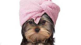 Cómo hacer un acondicionador casero para perros