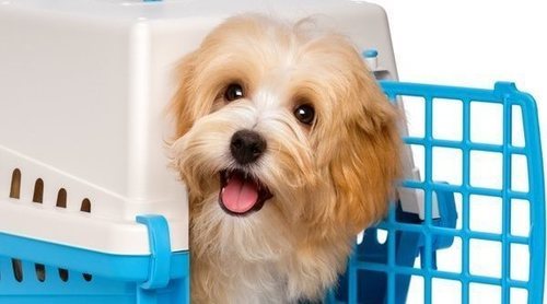 Cómo acostumbrar a tu perro a estar en el transportín