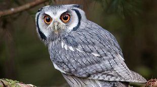 ¿Se puede tener un búho como mascota?