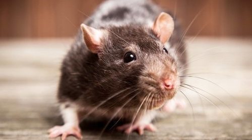 Rata Dumbo: todo lo que debes saber sobre este curioso roedor