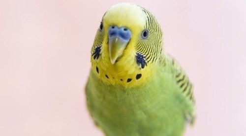 Aves domésticas