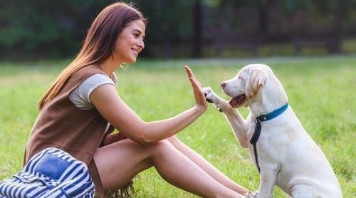 Adiestramiento para perros