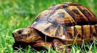 Descubre 15 curiosidades sobre las tortugas