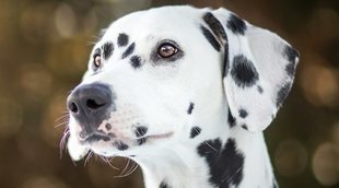 10 curiosidades de los perros dálmata