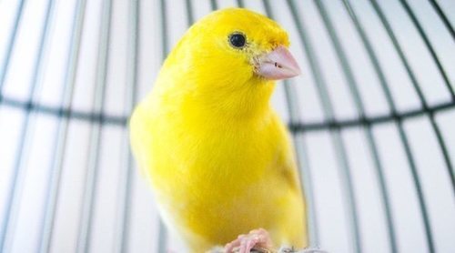 Pájaros