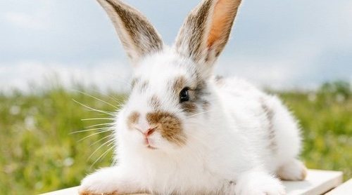 Conejos